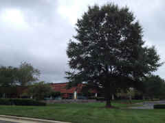 billman-tree-1409.JPG (2891045 bytes)